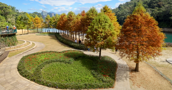 南投 日月潭向山落羽松 湖光山色搭配自行車道和雙心花園 美不勝收 曙光旅遊